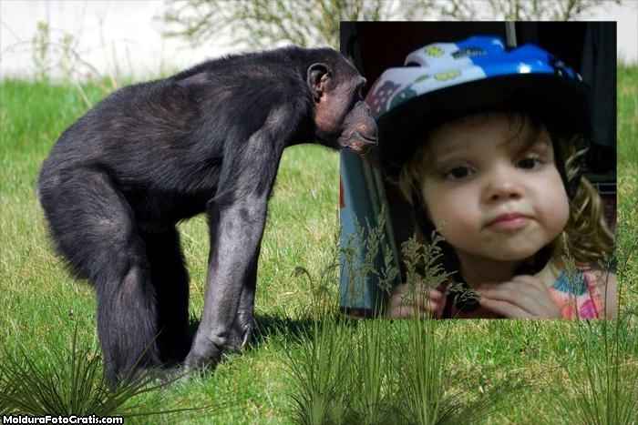 FotoMoldura Chimpanzé